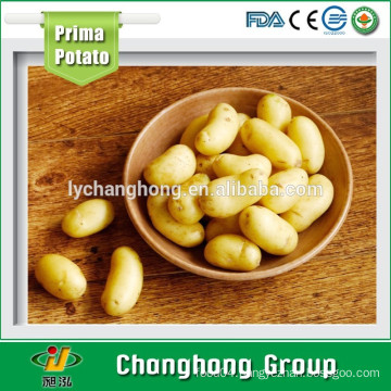 [HOT]china potato good farm 2015 new crop/potatoes bulk